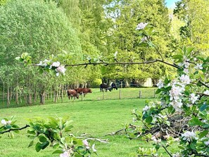 A rural landscape with a fenced pasture, trees, and blooming flowers.