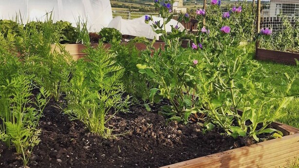 A rooftop garden with various plants and flowers, a castle-like structure in the background, and a greenhouse. - Old Barn Farm Cottage - CC539048 (Uplawmoor, near Paisley)