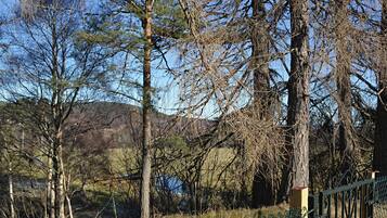 A natural landscape with trees and a fence.