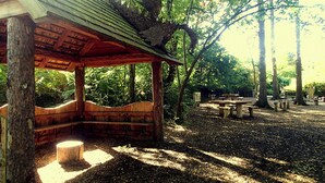 Un pavillon en bois doté de bancs, entouré d’arbres et de tables de pique-nique, situé dans un parc.