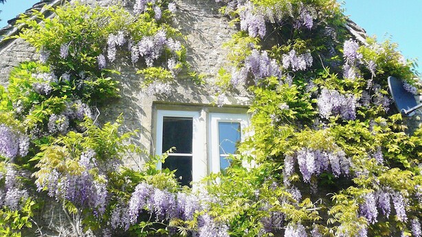 Ein Steinhaus mit einem Fenster, umgeben von üppigem Grün und violetten Wisteria-Ranken.