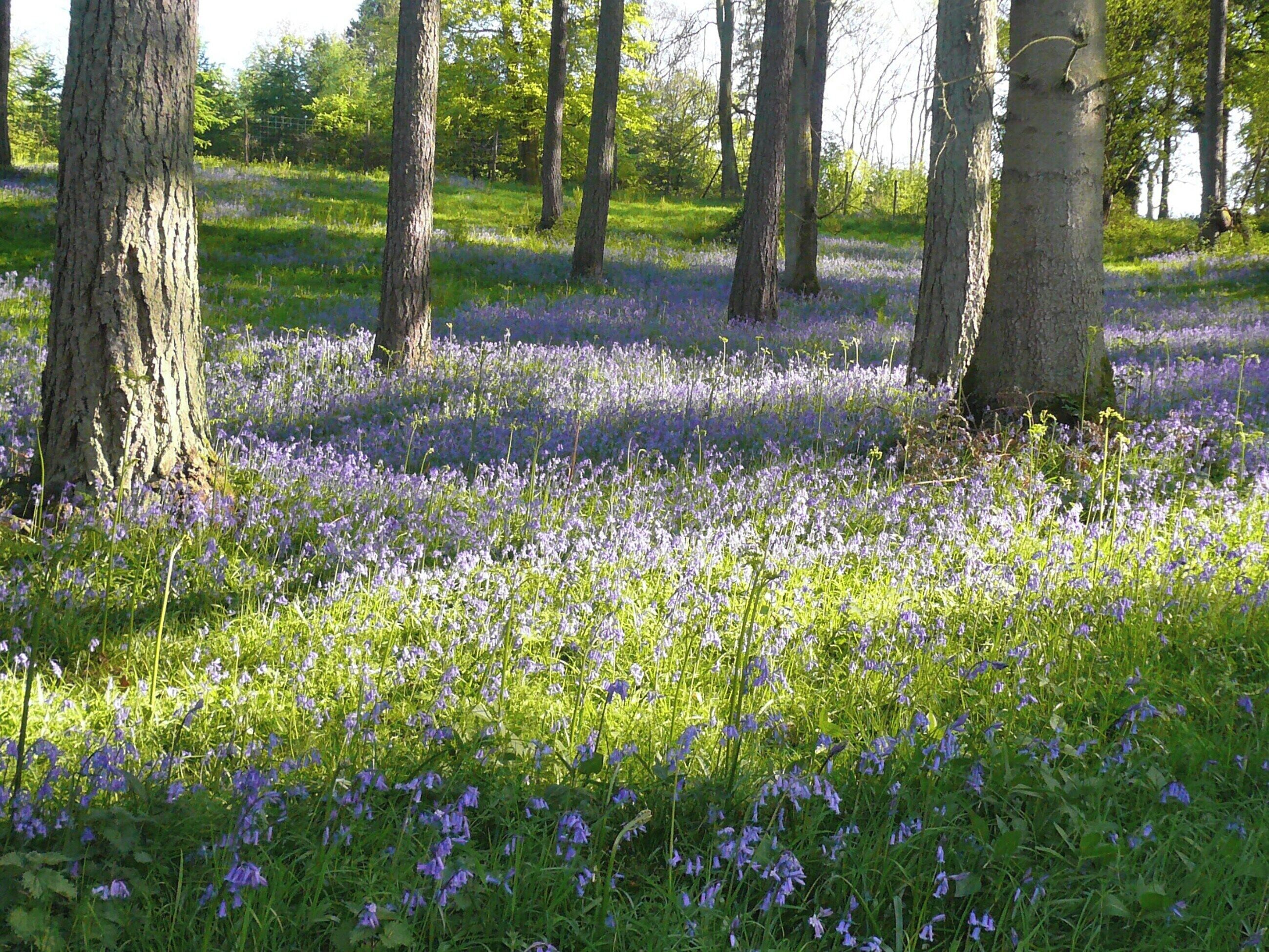 En skov med træer og et felt med lilla blomster.