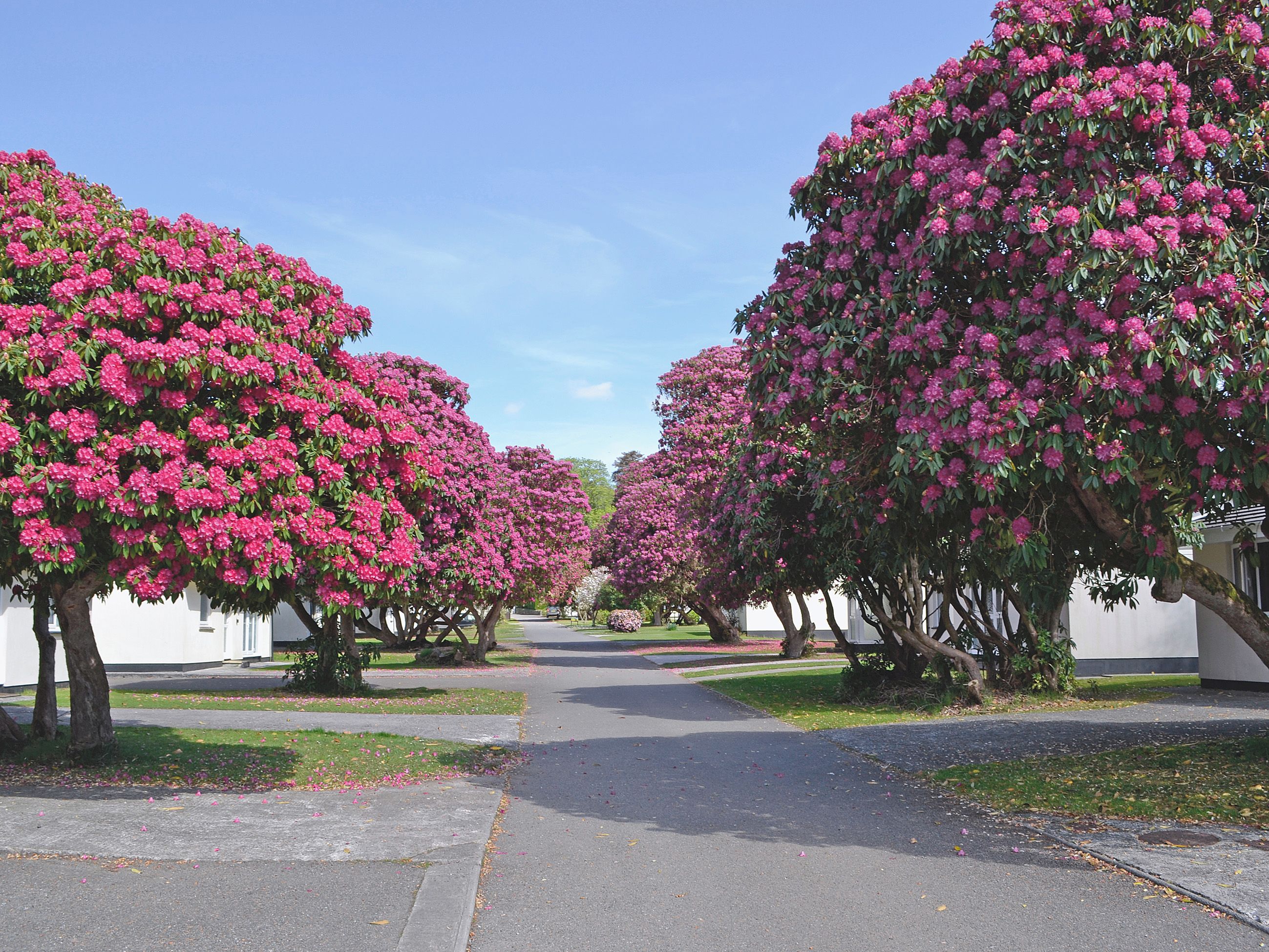 A row of trees with pink flowers lining a paved walkway.