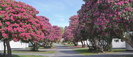 Una hilera de árboles con flores rosadas bordeando un camino pavimentado.