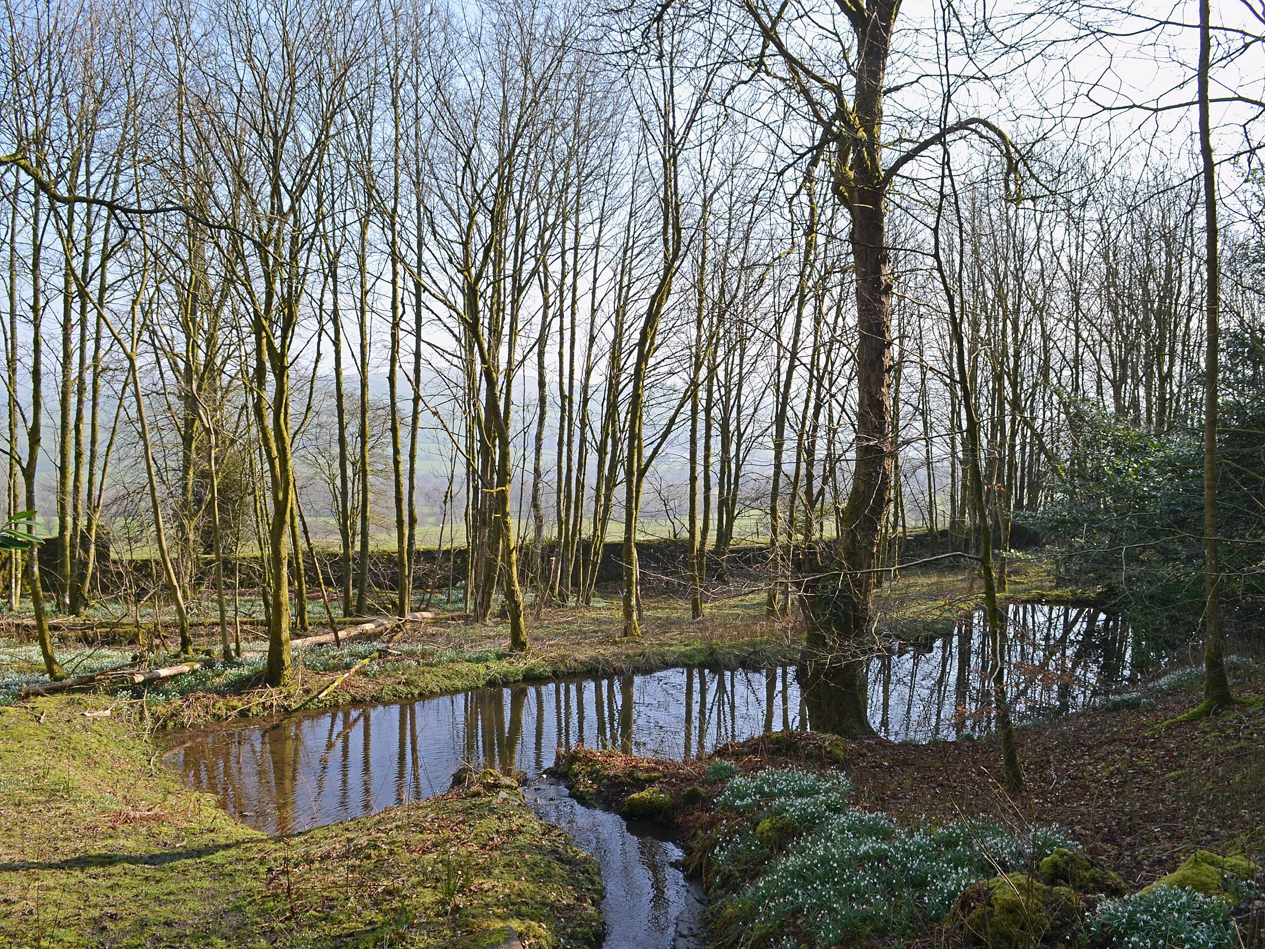 A natural landscape with a pond, trees, and a grassy area.