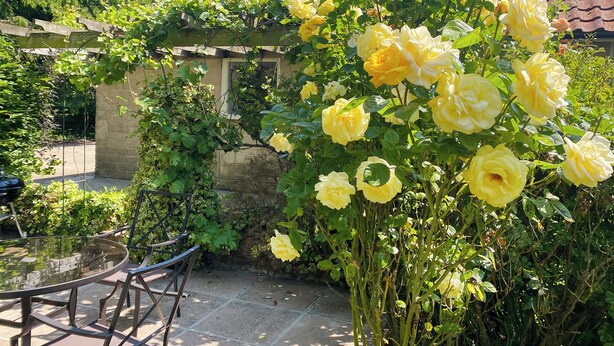 A garden with yellow roses, a pergola, and a stone wall. - 2 bedroom accommodation in Fressingfield (Fressingfield)