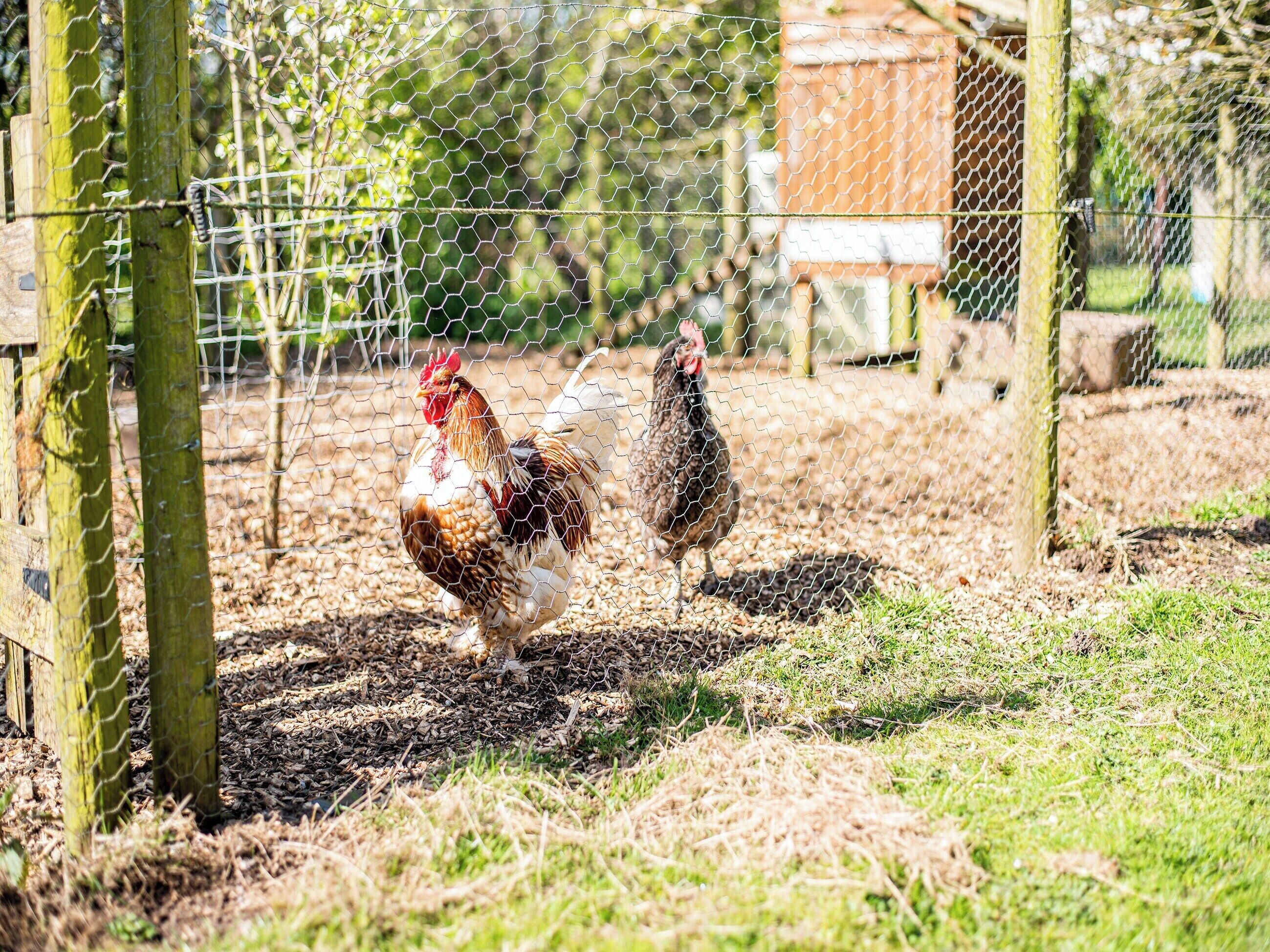 A chicken coop with wire fencing and a wooden structure in the background.