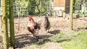 A chicken coop with wire fencing and a wooden structure in the background.