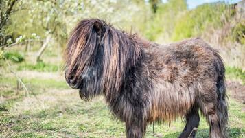 A pony with long, shaggy hair standing in a grassy field.