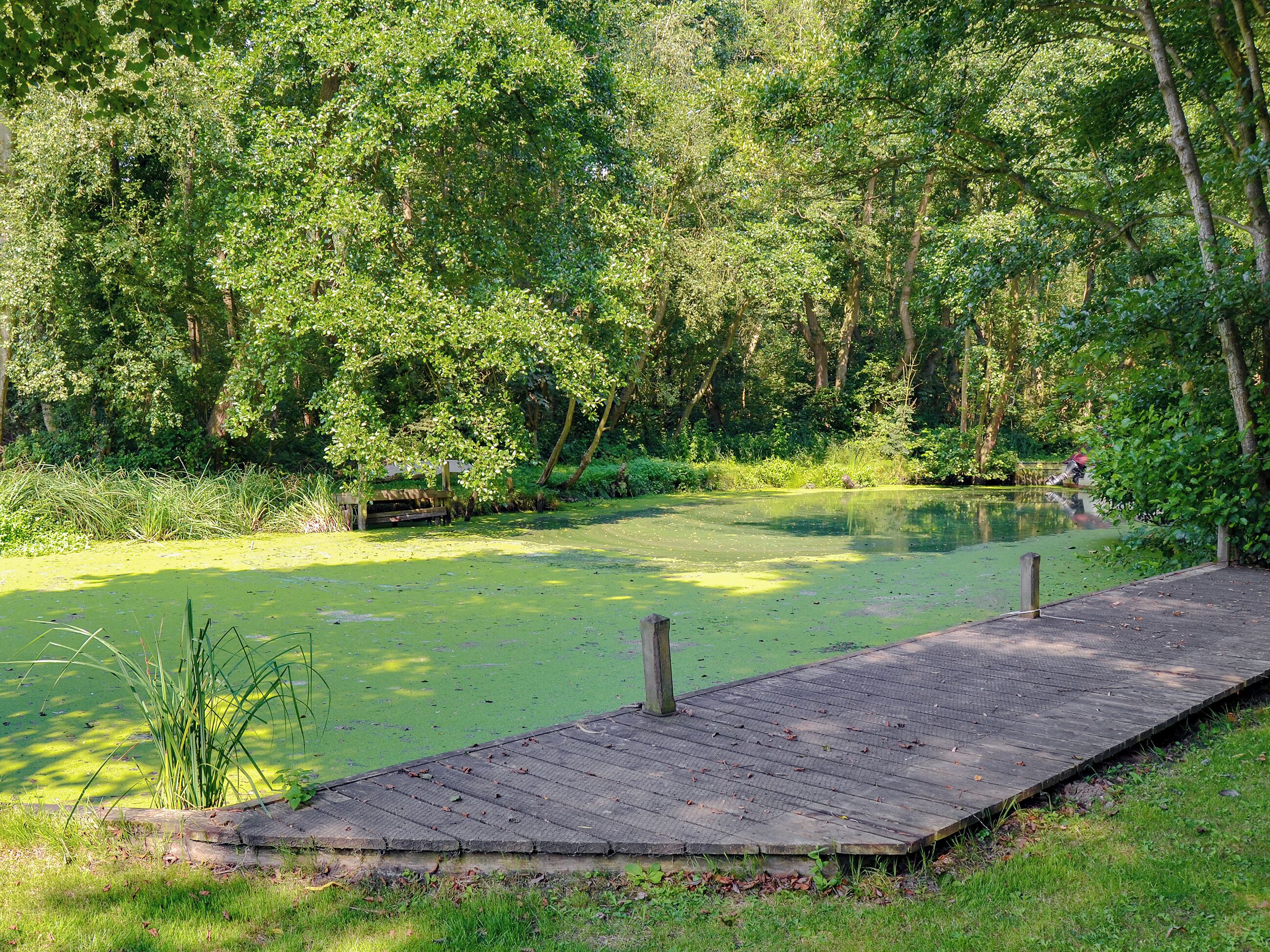 Eine Holzsteg, der in einen Teich führt, umgeben von dichtem Grün.