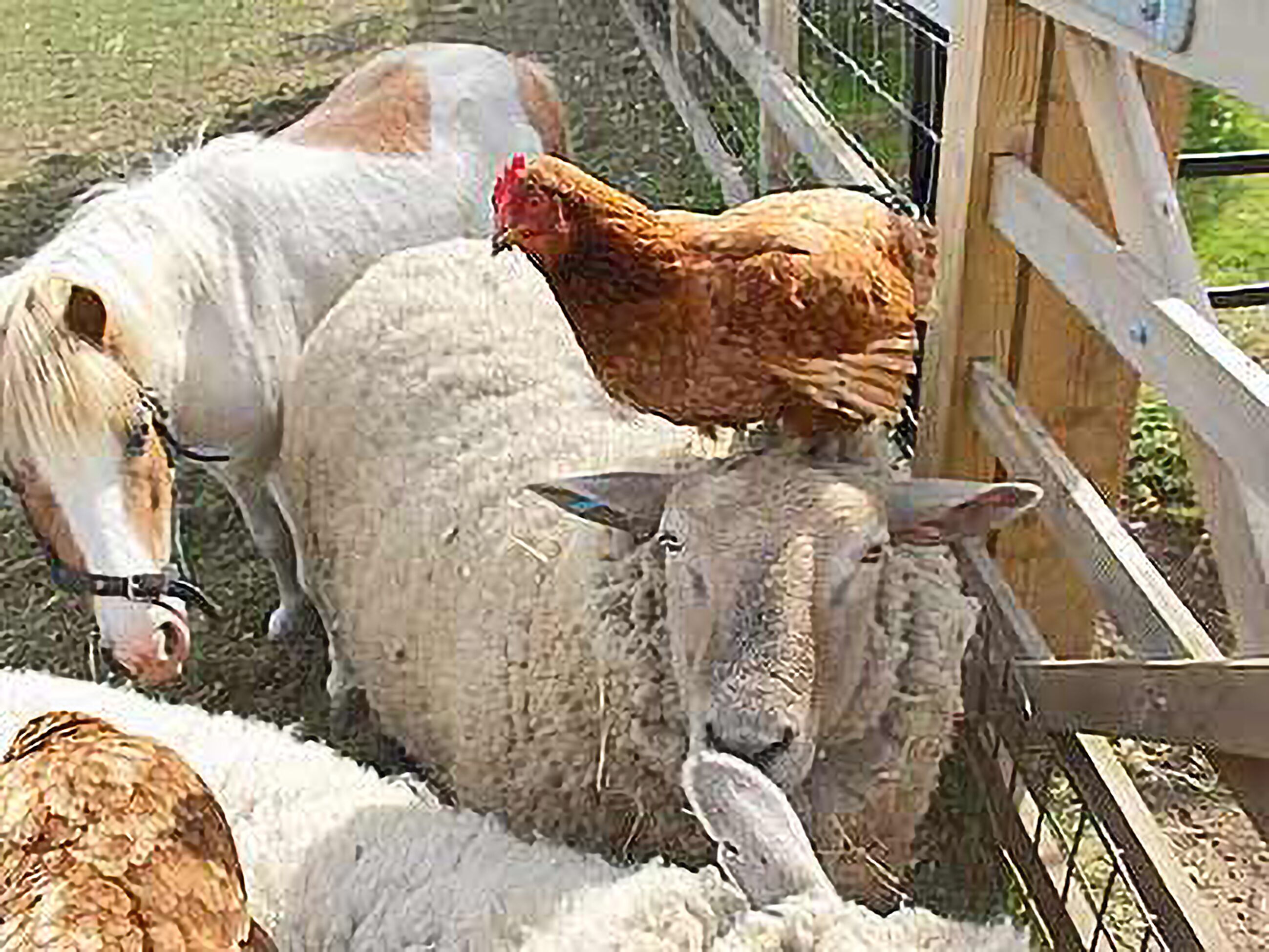 Ein Gehege mit Holzlattenzaun, darin ein Pferd, ein Schaf und ein Huhn.