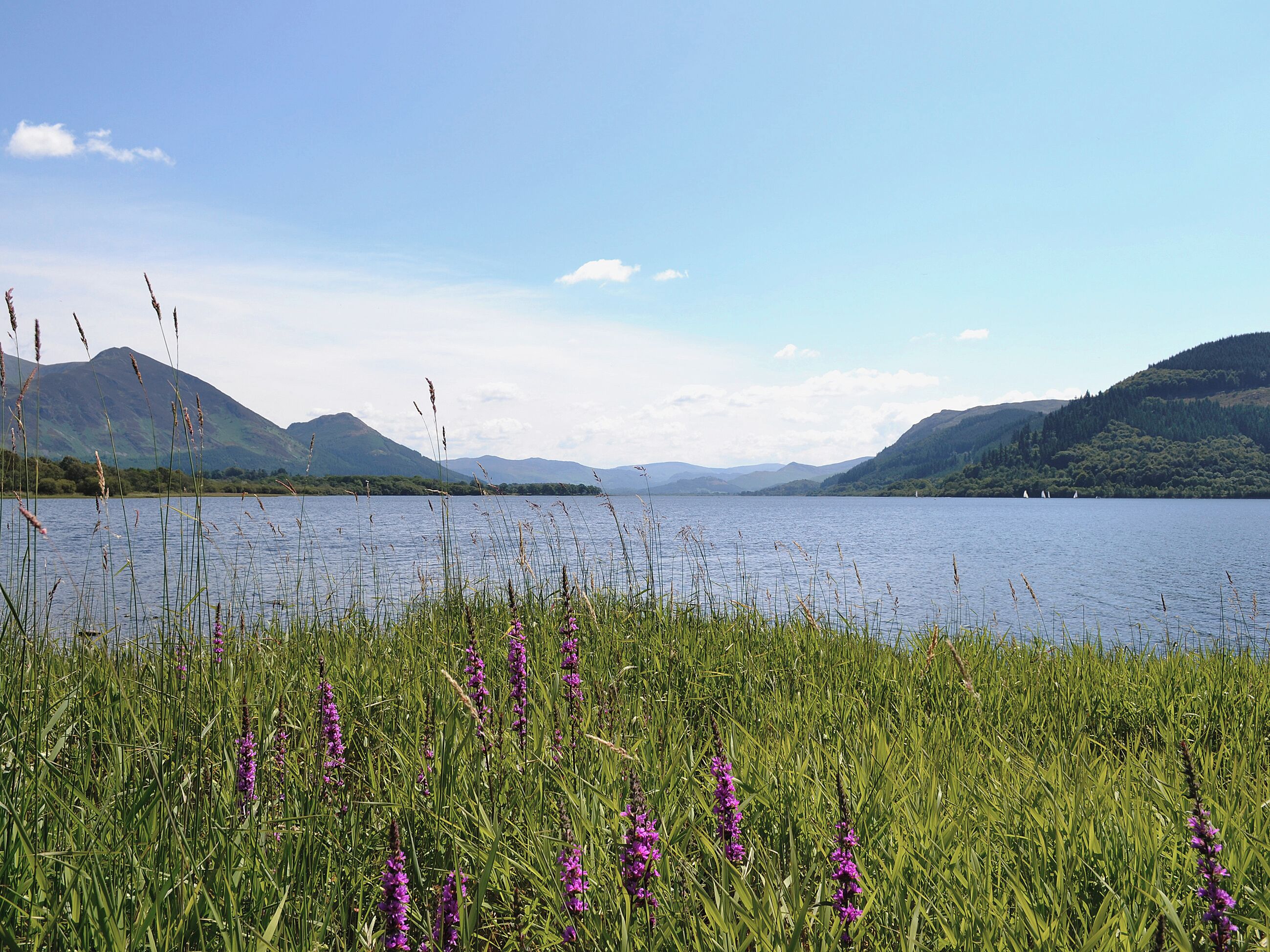 Un lago con montañas al fondo y flores moradas en primer plano.