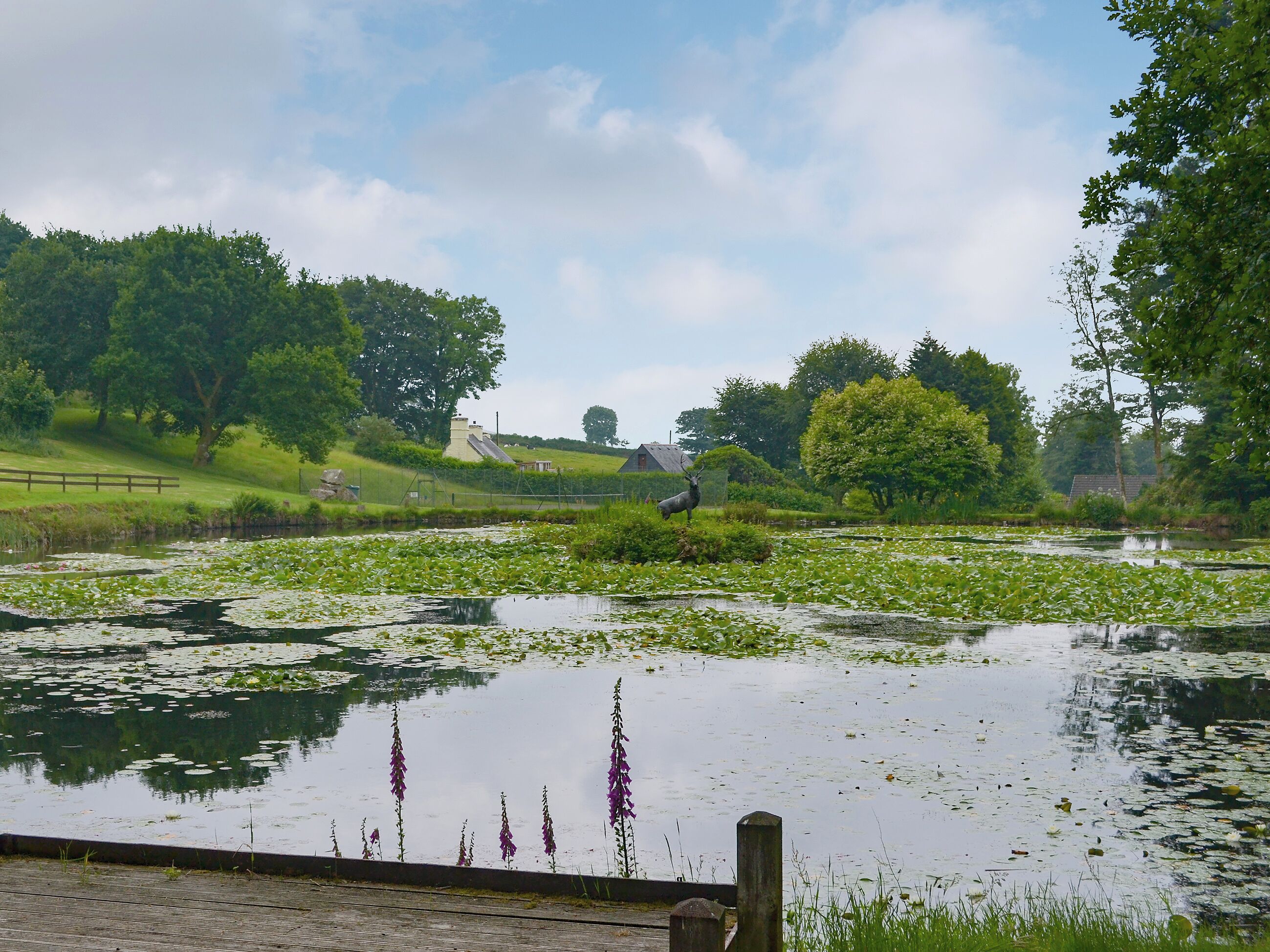 A pond with lily pads and a deer standing by the water's edge.