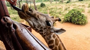 Eine Giraffe streckt sich über einen Holzzaun, um aus der Hand einer Person zu fressen.