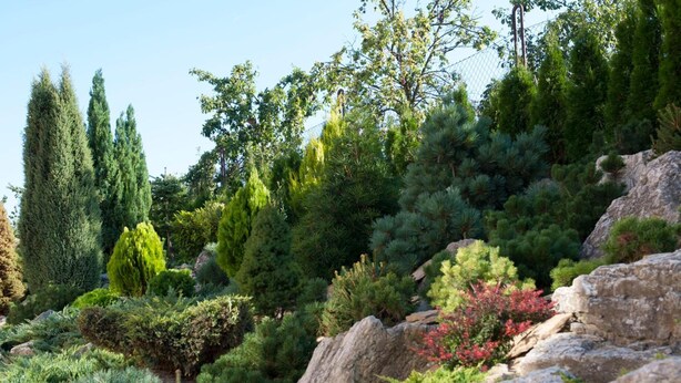 Un giardino curato con diversi tipi di alberi e arbusti, tra cui conifere e piante da fiore.
