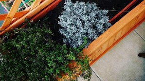 A wooden garden bed with various plants, including a large bush and smaller foliage. - My Room in Trani (Trani)