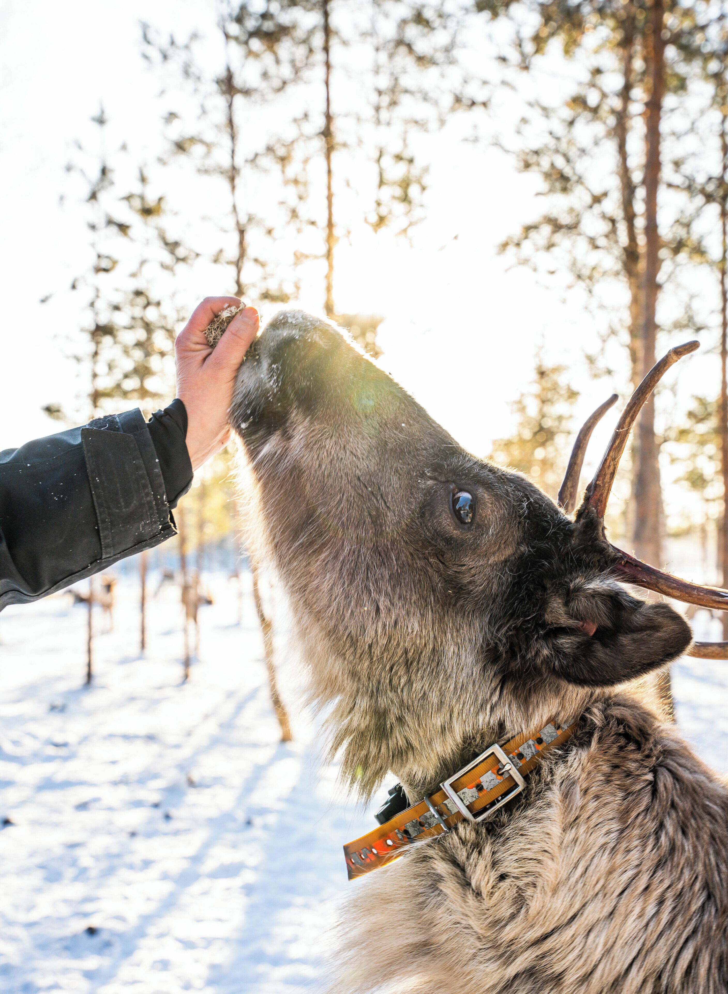 Foto - Ranua Haistila Retreat with Elegant Views & Sauna near Rovaniemi