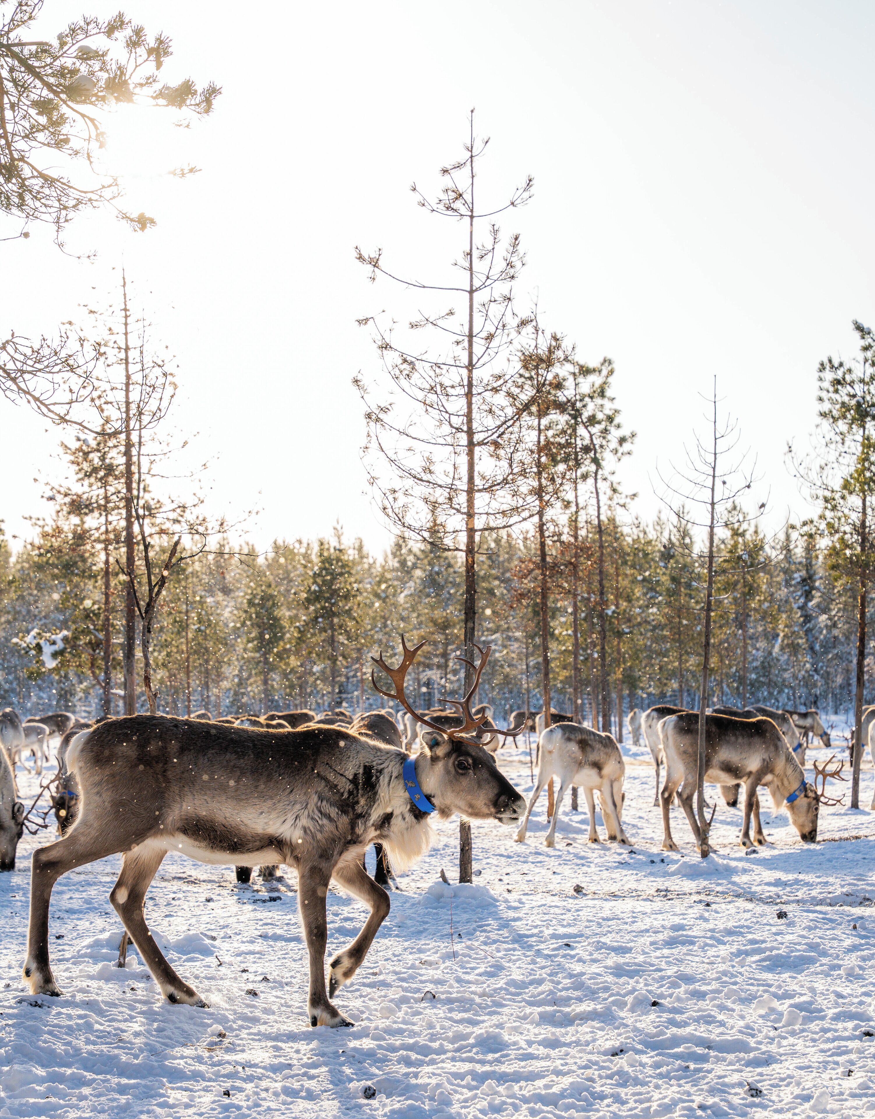 A herd of reindeer in a snowy forest.