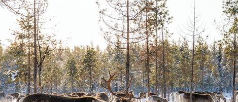 A herd of reindeer in a snowy forest.