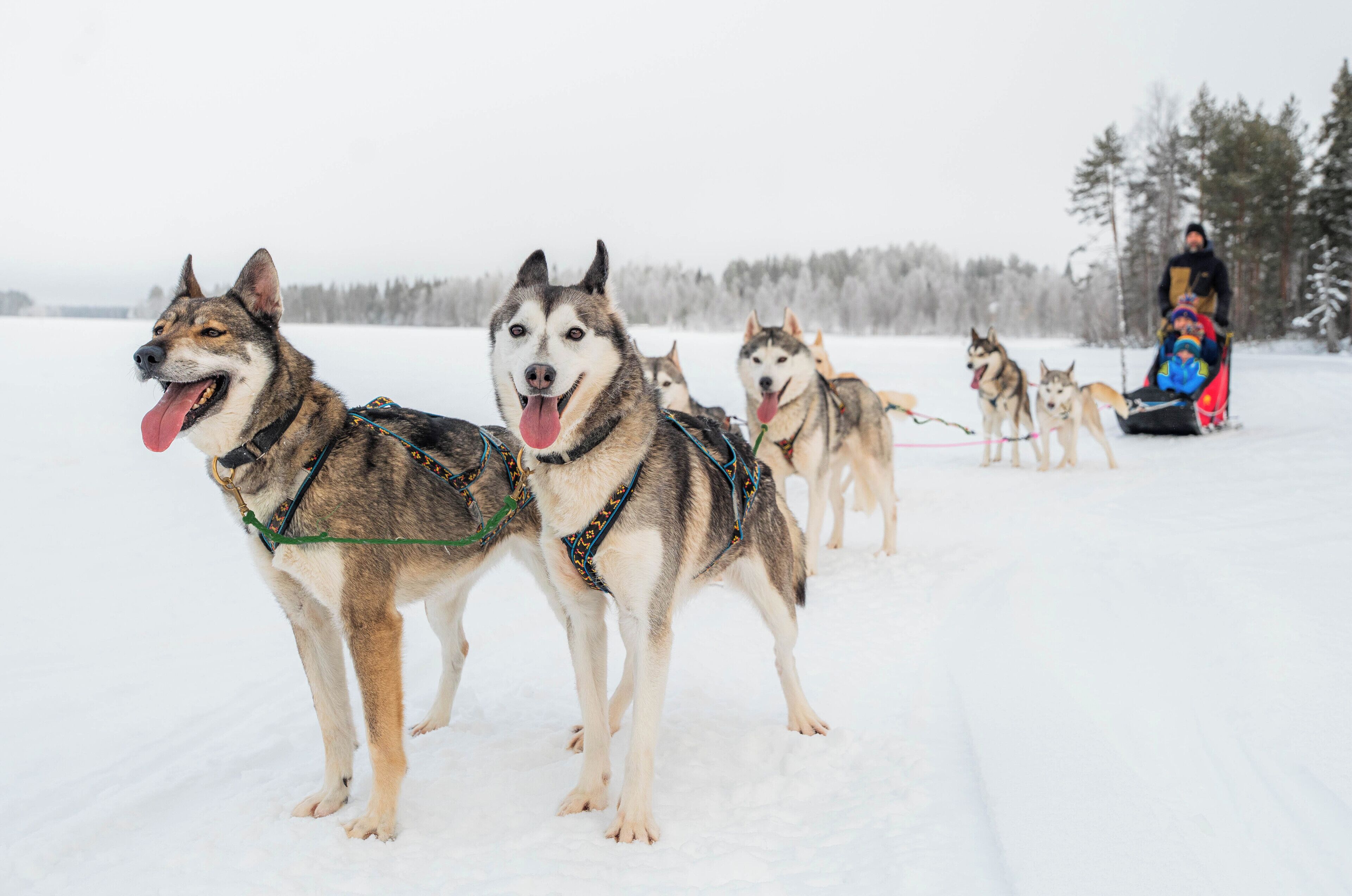 Foto - Ranua Haistila Retreat with Elegant Views & Sauna near Rovaniemi
