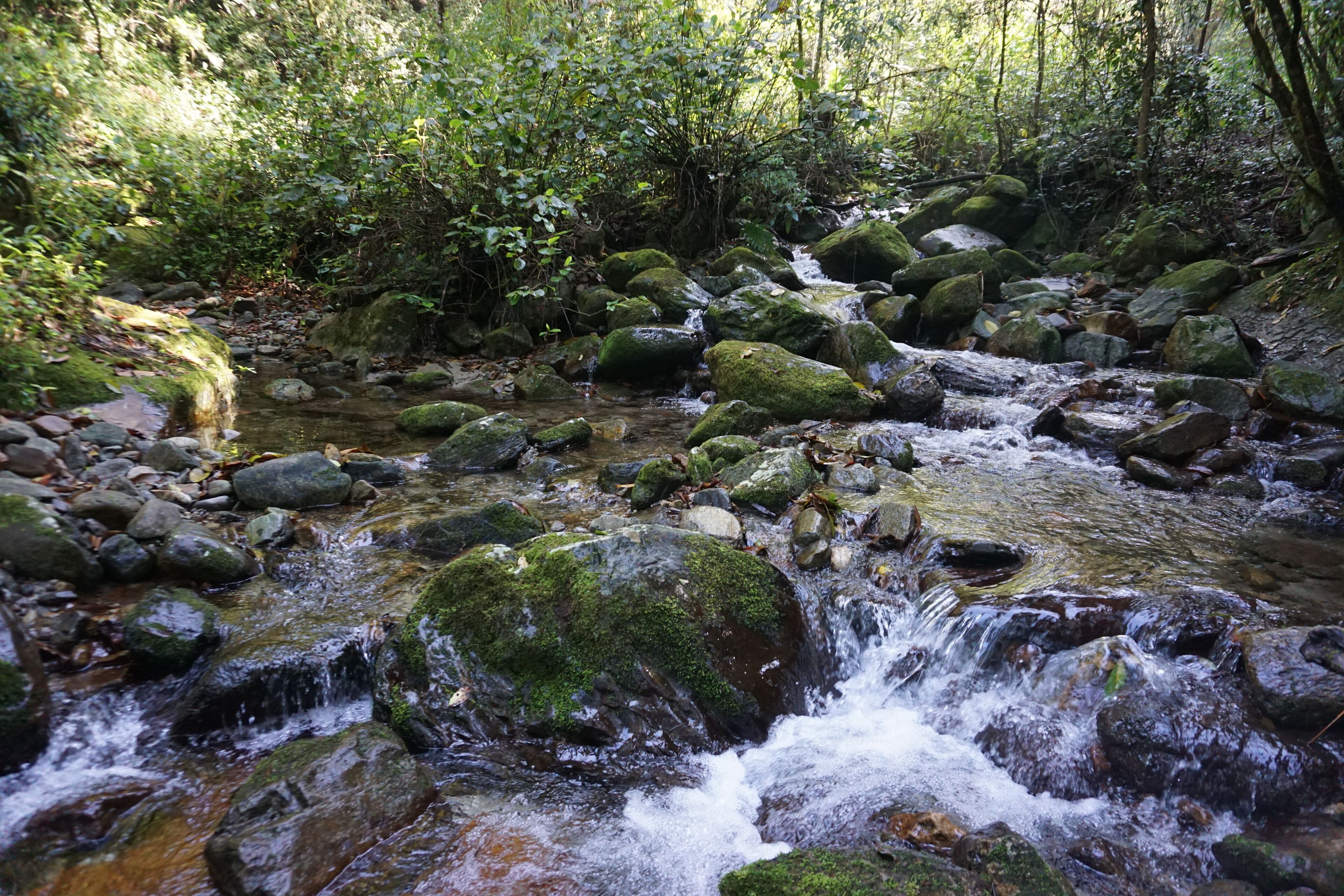 A natural stream with rocks and moss, surrounded by dense greenery.