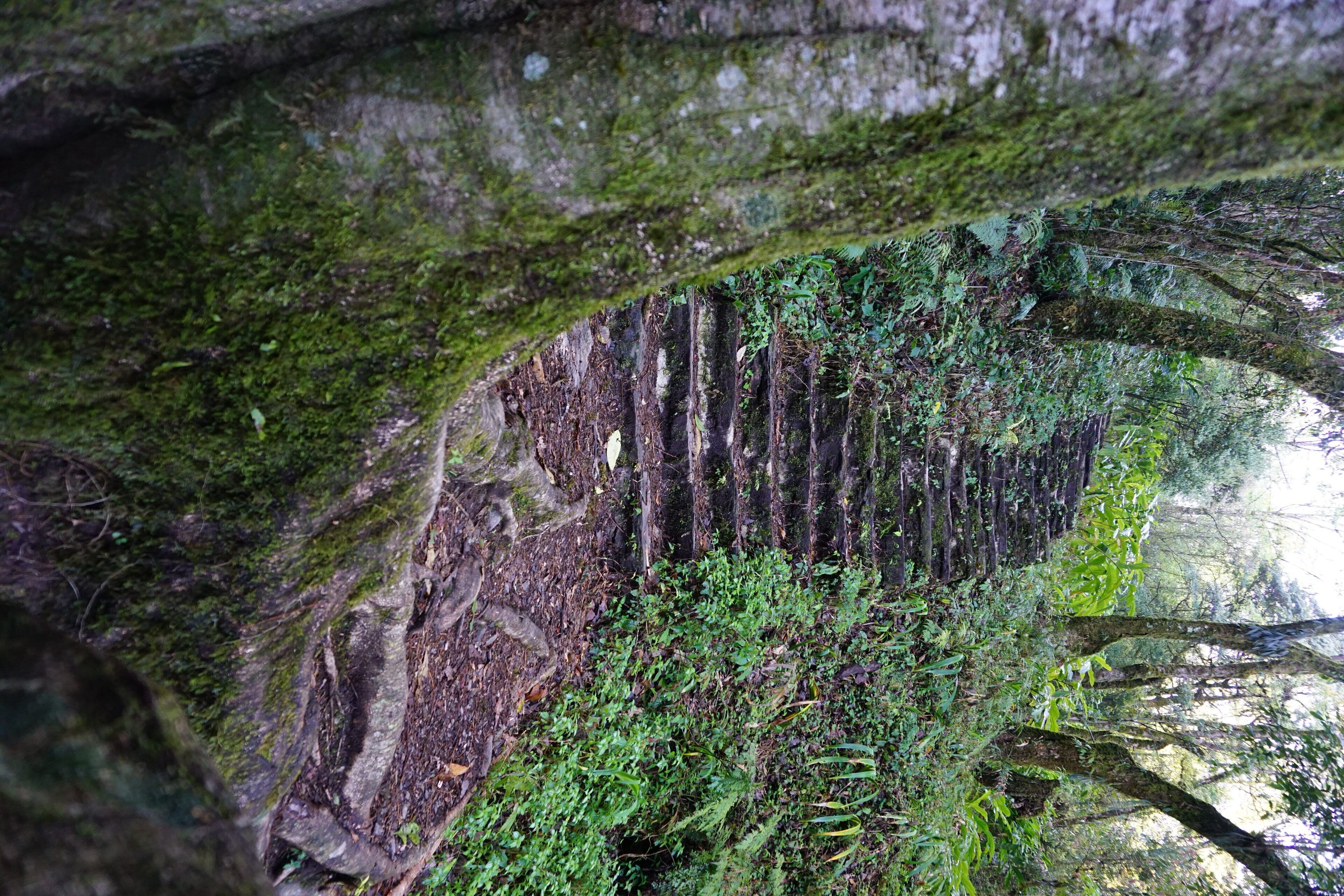 A natural rock formation with moss and vegetation.