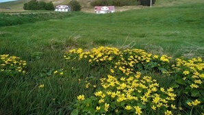 A rural landscape with two houses, one white and one red, surrounded by green fields and yellow flowers. - Öndólfsstaðir Farm B&B (Laugar)