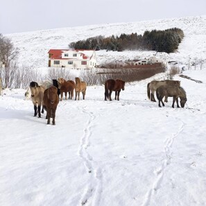 Un gruppo di cavalli pascola in un campo innevato, con un edificio sullo sfondo.