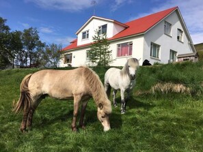 A white house with a red roof and a grassy yard. - Öndólfsstaðir Farm B&B (Laugar)