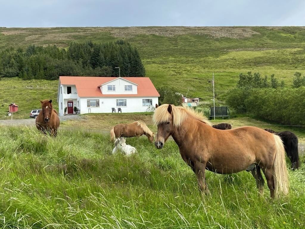 A white house with a red roof, surrounded by a grassy field with horses.
