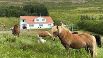 A white house with a red roof, surrounded by a grassy field with horses.