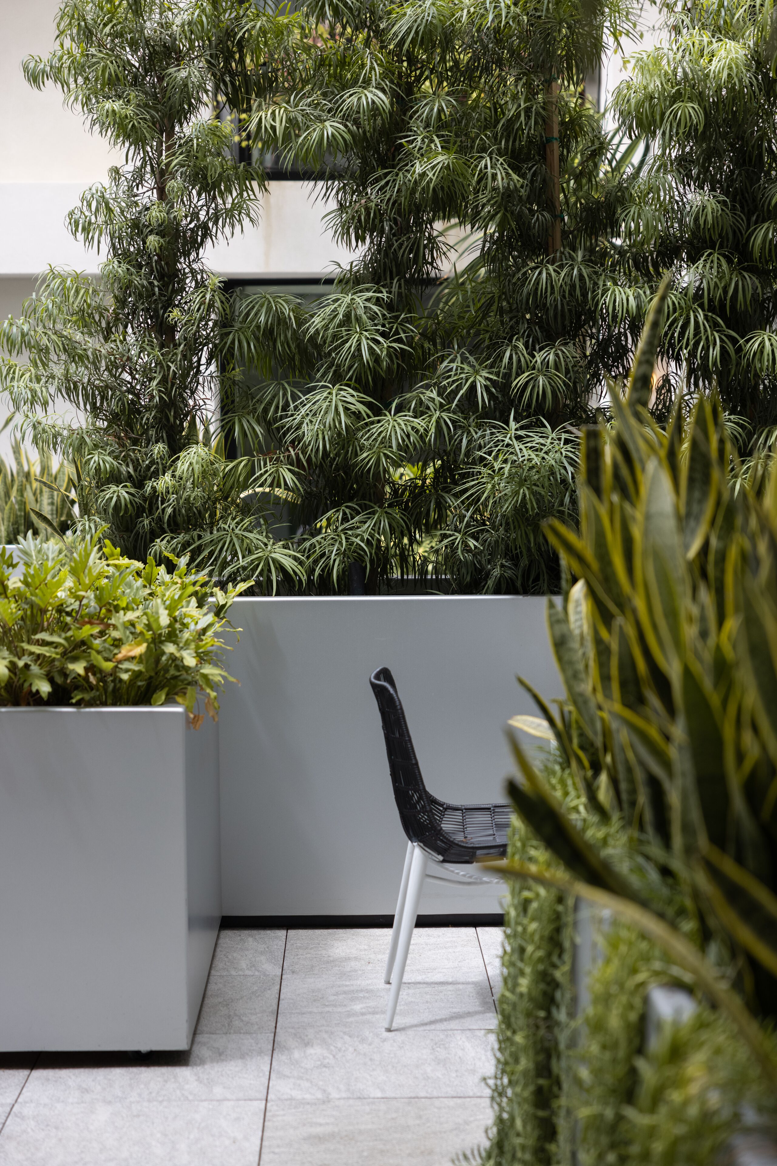 Un espacio interior moderno con una zona de estar que incluye una silla blanca, rodeada de plantas verdes exuberantes y una pared blanca.