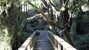 Un puente de madera en una zona boscosa con árboles cubiertos de musgo y un camino de madera.