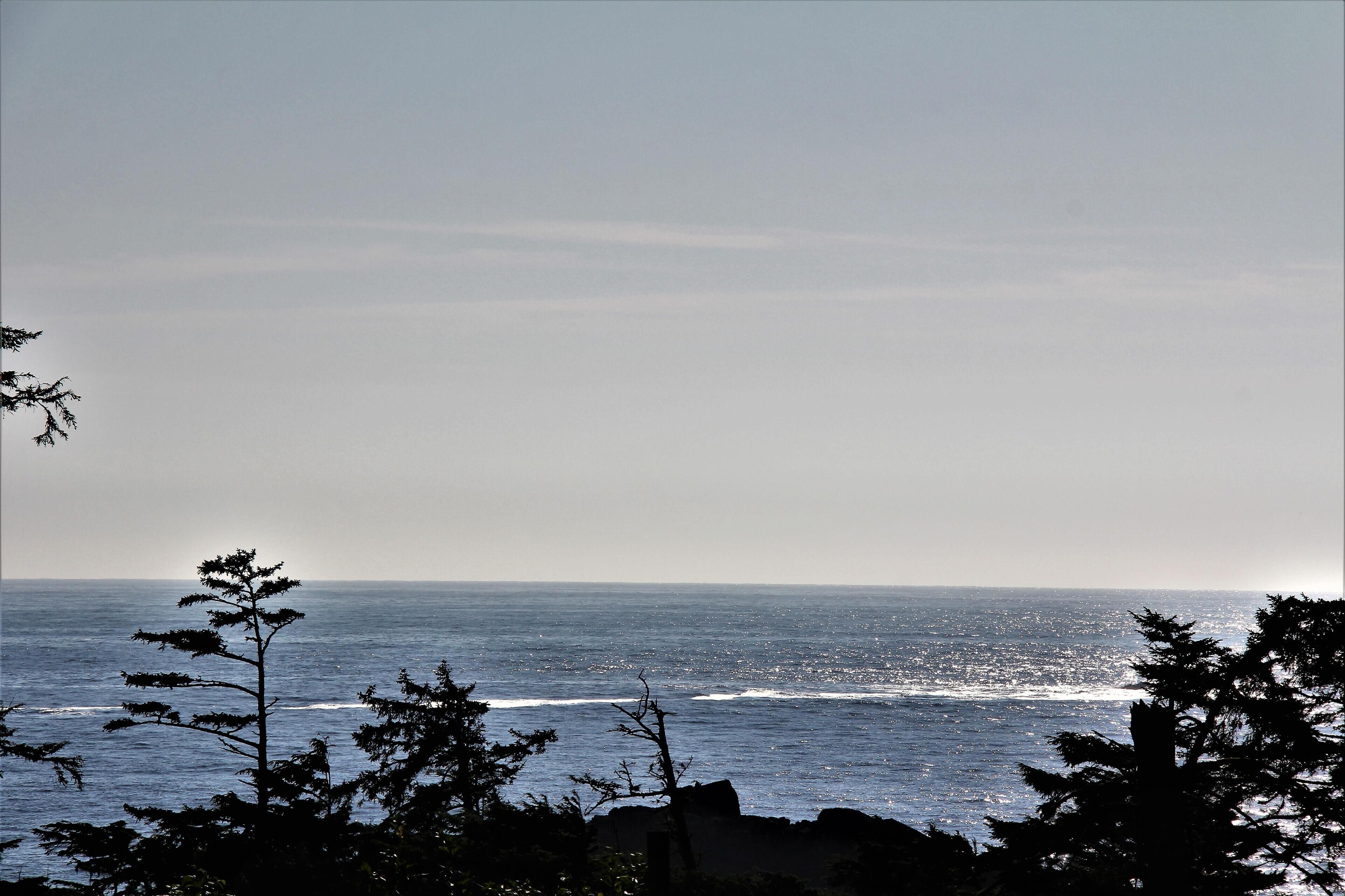 A coastal view with a clear sky, ocean, and silhouetted trees.