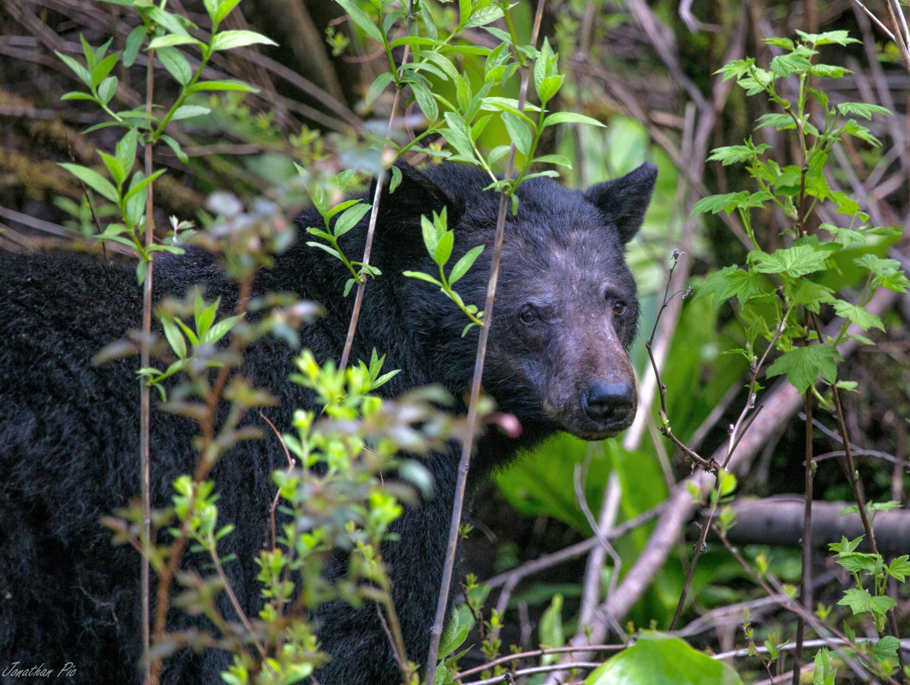 A black bear partially hidden by foliage in a natural setting.