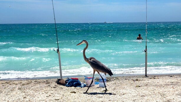 A beach scene with a fishing rod, a bird, and a person in the water. - Charming Old Florida Beach Cottage with Gulf View - Just 60 Steps to Beach! (Manasota Key)