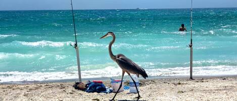 En la playa, camastros y toallas de playa