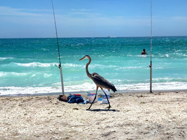 On the beach, sun-loungers, beach towels
