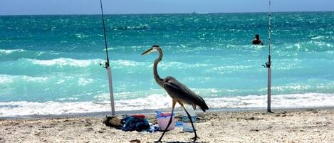 On the beach, sun loungers, beach towels
