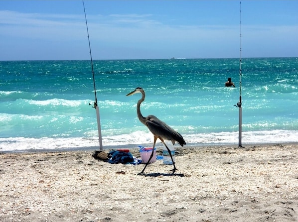En la playa, camastros y toallas de playa 