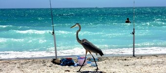 SOLO 60 PASSI ALLA SPIAGGIA PRIVATA! Manasota Key Beach Cottage CASA PRIVATA!