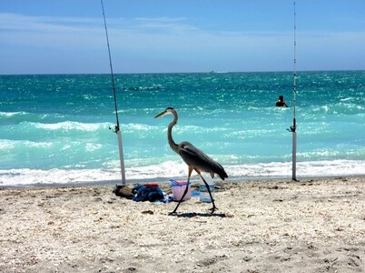 ¡SOLO 60 PASOS A LA PLAYA PRIVADA! Manasota Key Beach Cottage CASA PRIVADA!