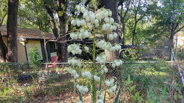 A garden with a tall plant featuring large leaves and white flowers. - Tawakoni, lake front House /jacuzzi/fire pit. (Wills Point)