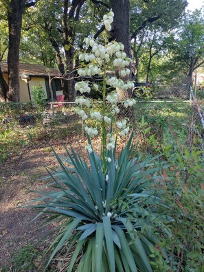 A garden with a tall plant featuring large leaves and white flowers. -  Tawakoni, lake front House /jacuzzi/fire pit.  (Wills Point)