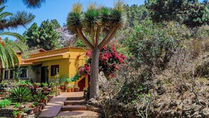 Una casa gialla con una scala che conduce a una porta, circondata da diverse piante in vaso e un grande albero con chioma verde.