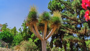 Un albero alto con molteplici rami e verdeggiante chioma.