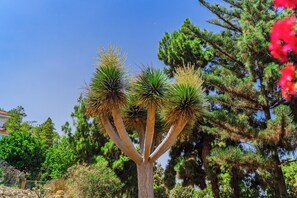 Property grounds - Finca in the north on Tenerife / Finca in the north (Icod de los Vinos)