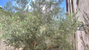 Un espace extérieur aménagé avec des arbres, des bancs et des plantes en pot.