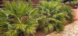 A garden with palm plants and a stone pathway.