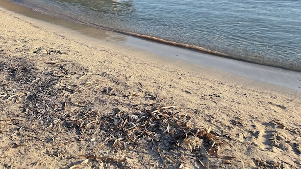 A beach with clear water, a rocky outcrop with trees, and distant hills.